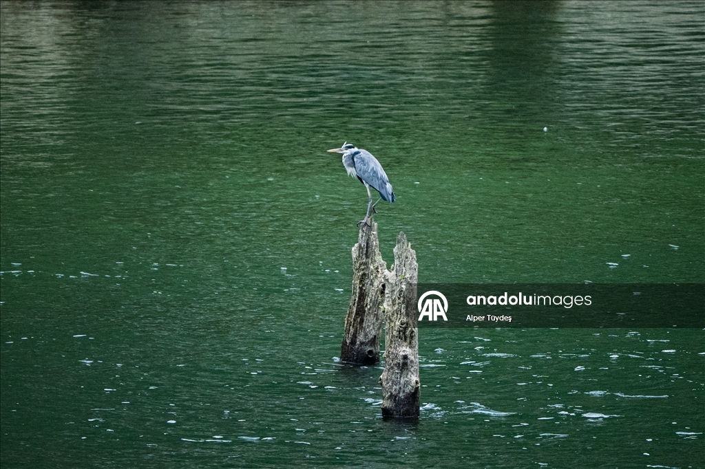Macahel Yaylası göçmen kuşlara ev sahipliği yapıyor