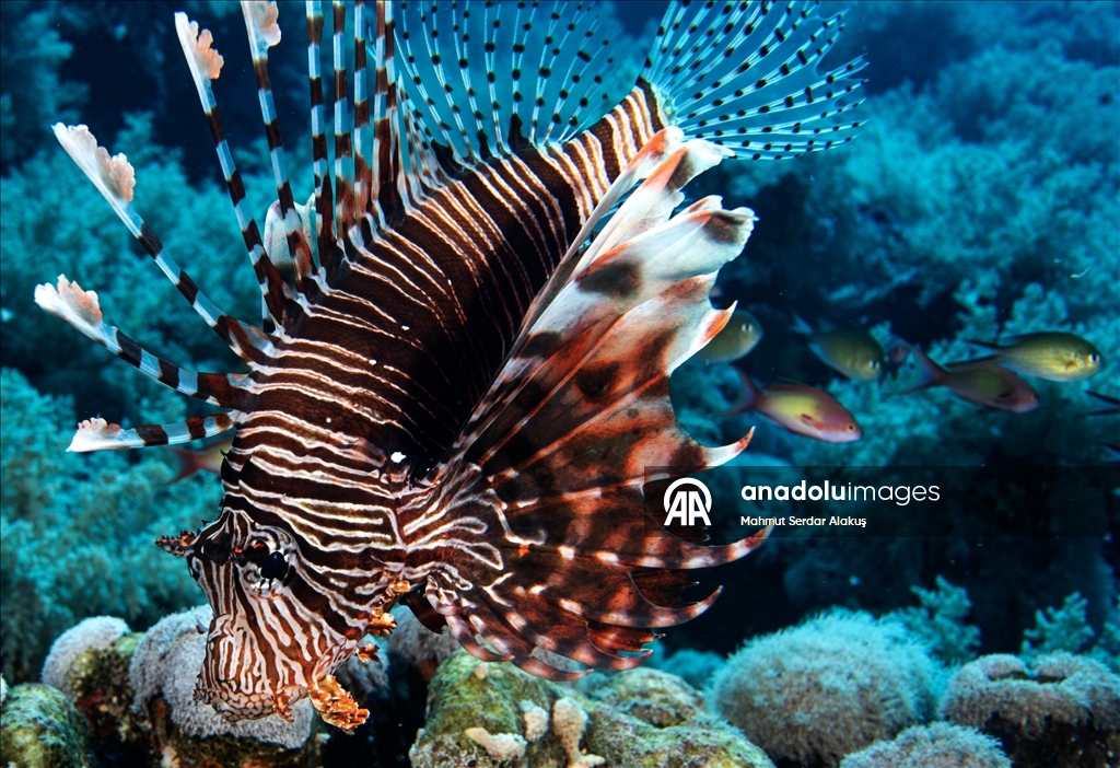 Kızıldeniz'in zengin balık çeşitliliği 