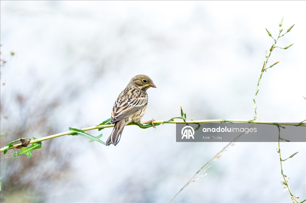 Перелетные птицы используют побережье Ризе как «убежище»