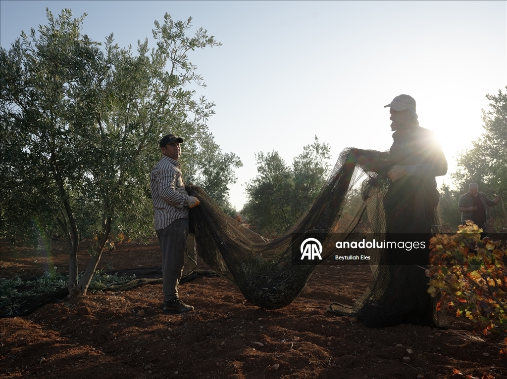 Gaziantep'te zeytin hasadı