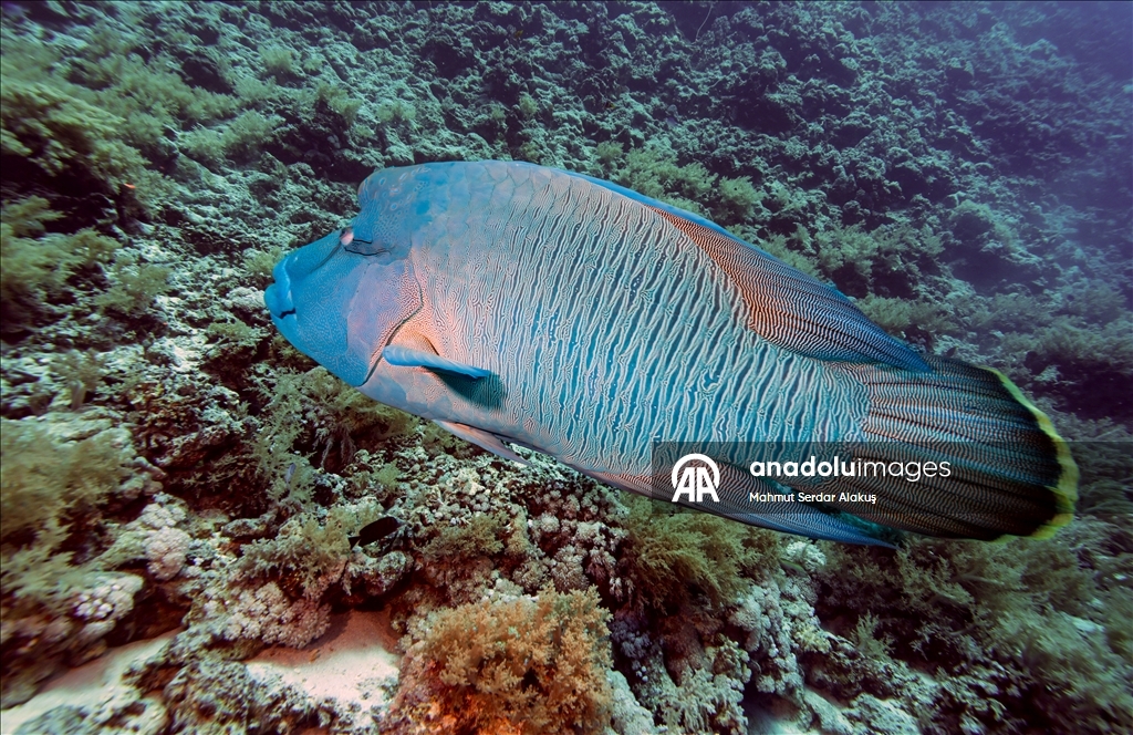Kızıldeniz'in zengin balık çeşitliliği 