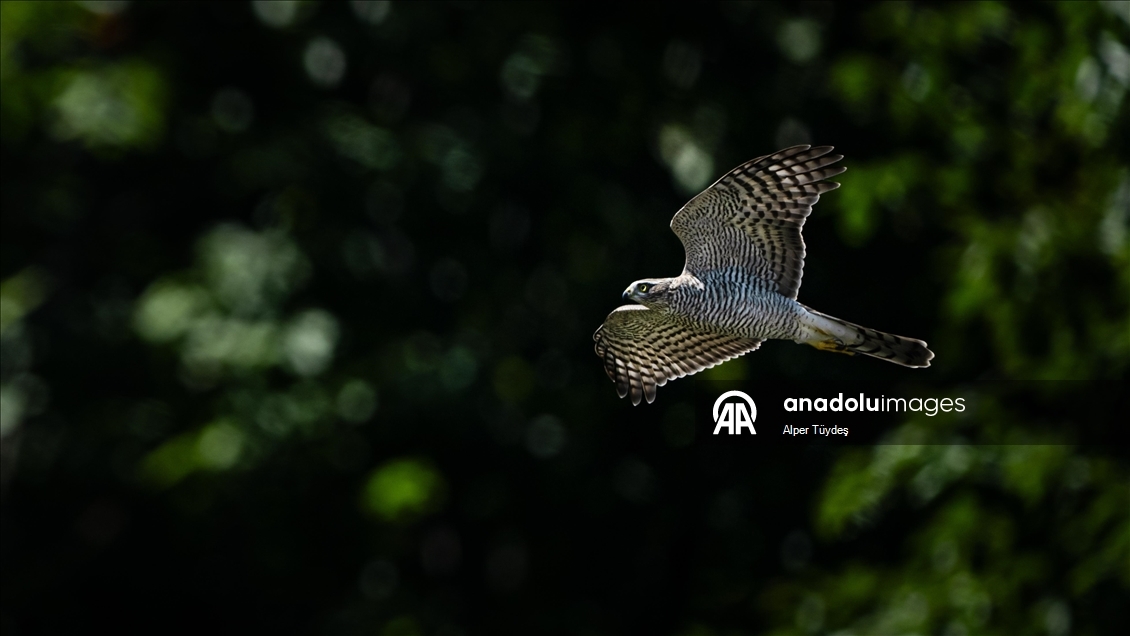 Macahel Yaylası göçmen kuşlara ev sahipliği yapıyor