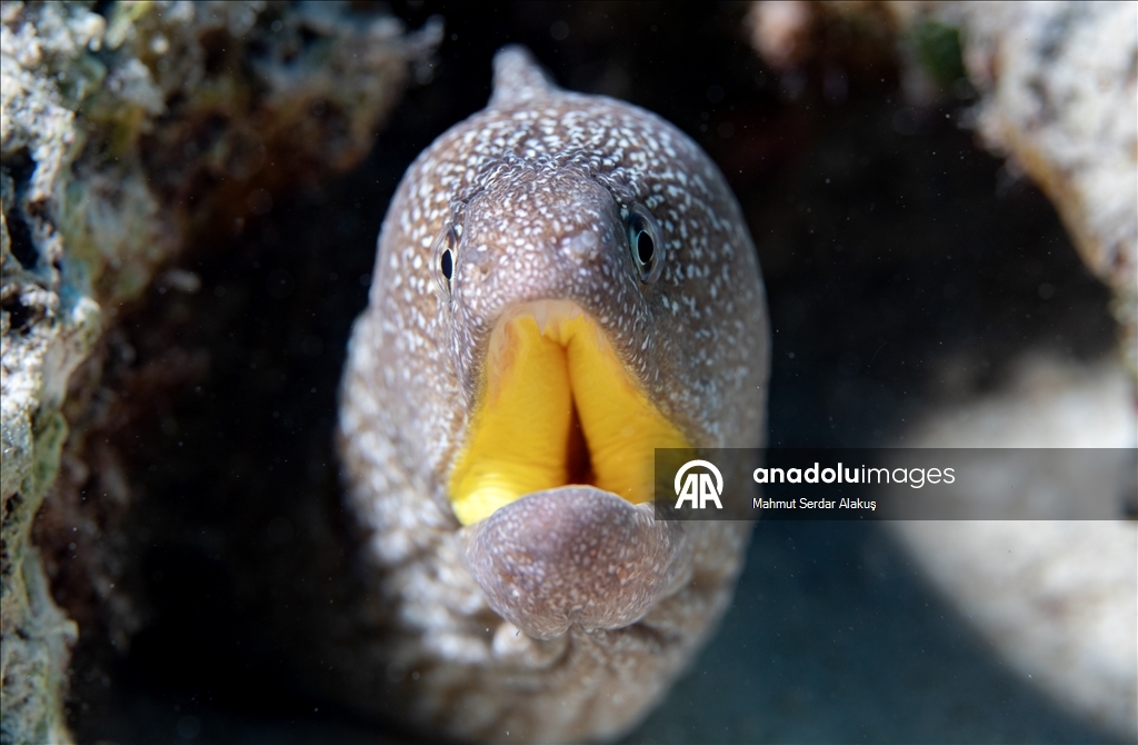 Kızıldeniz'in zengin balık çeşitliliği