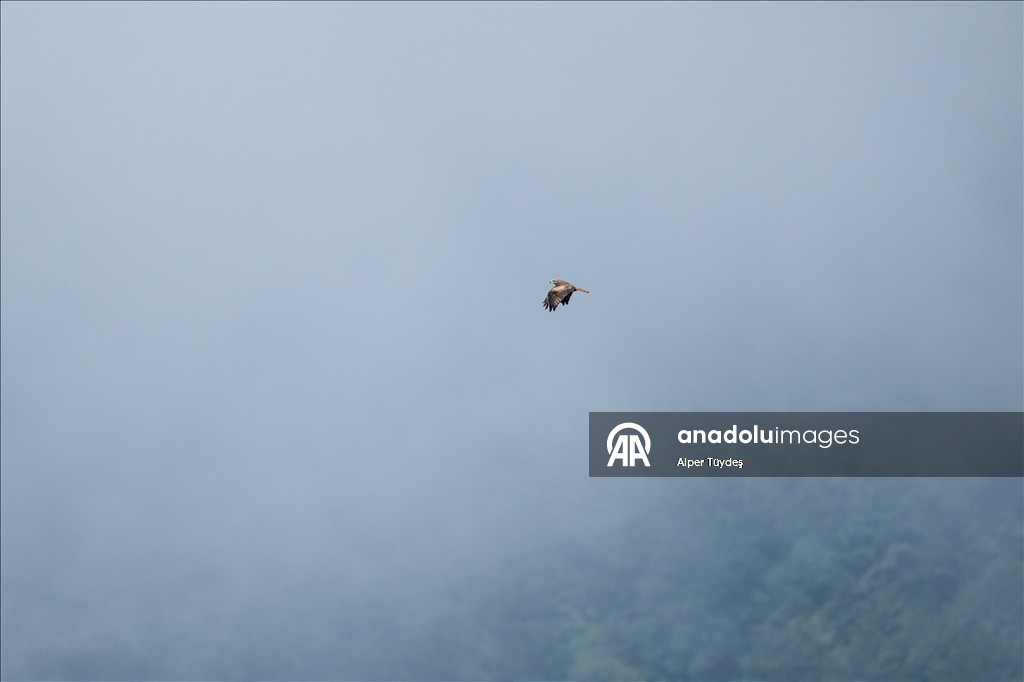 Macahel Yaylası göçmen kuşlara ev sahipliği yapıyor