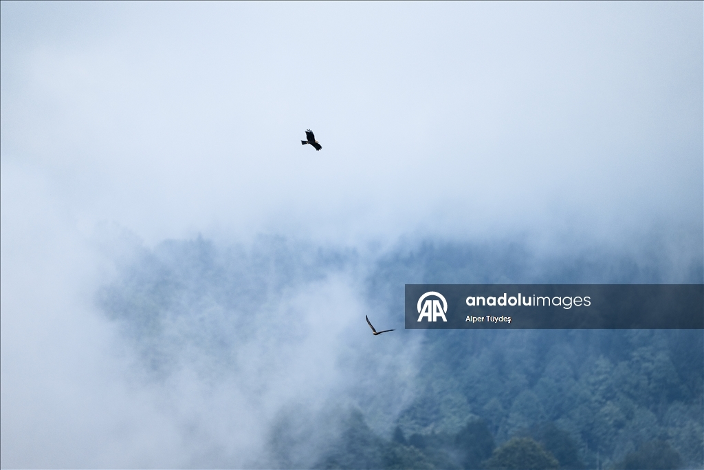 Macahel Yaylası göçmen kuşlara ev sahipliği yapıyor