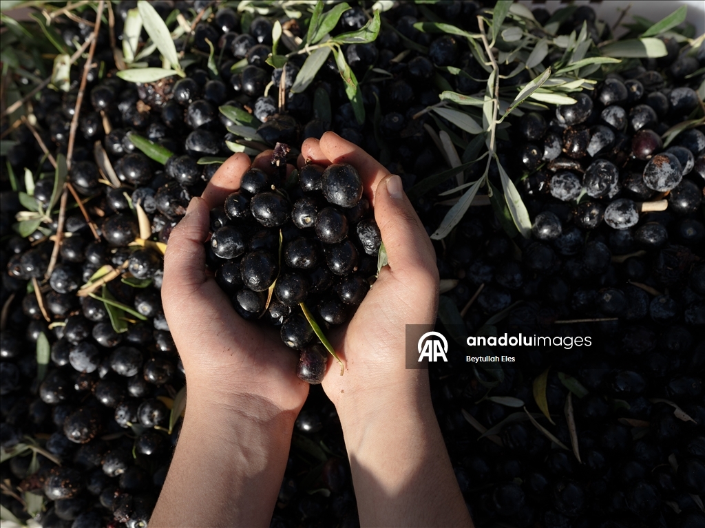 Gaziantep'te zeytin hasadı