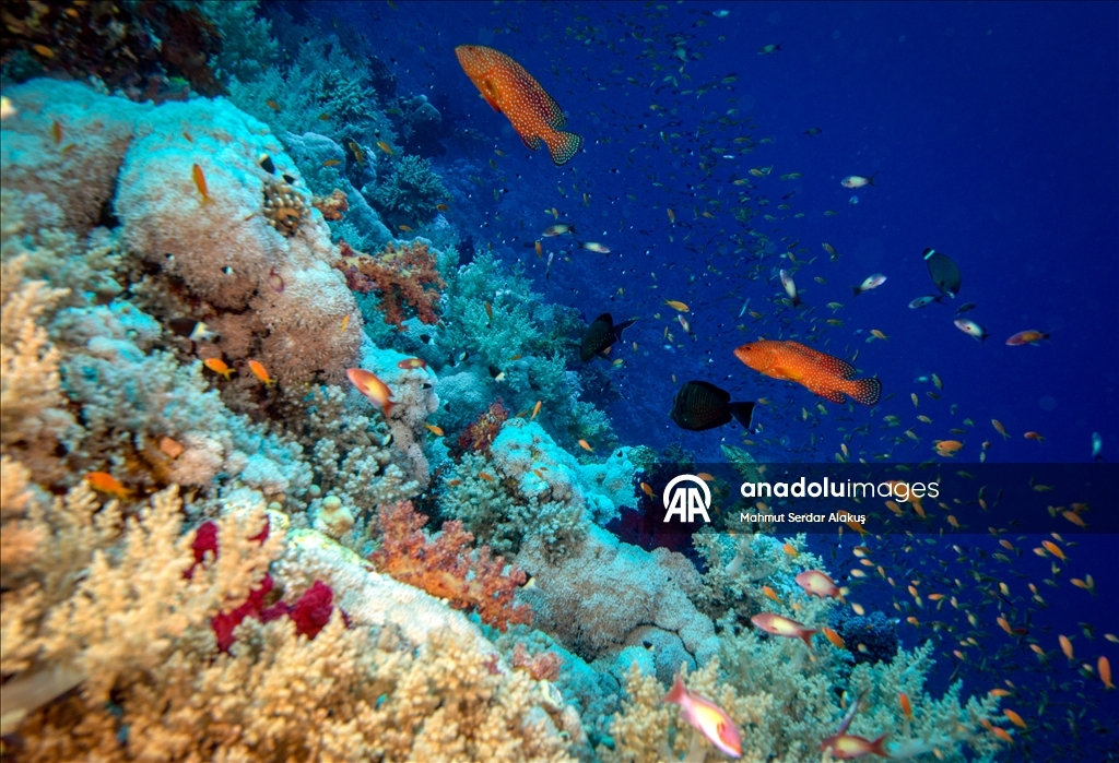 Kızıldeniz'in zengin balık çeşitliliği 
