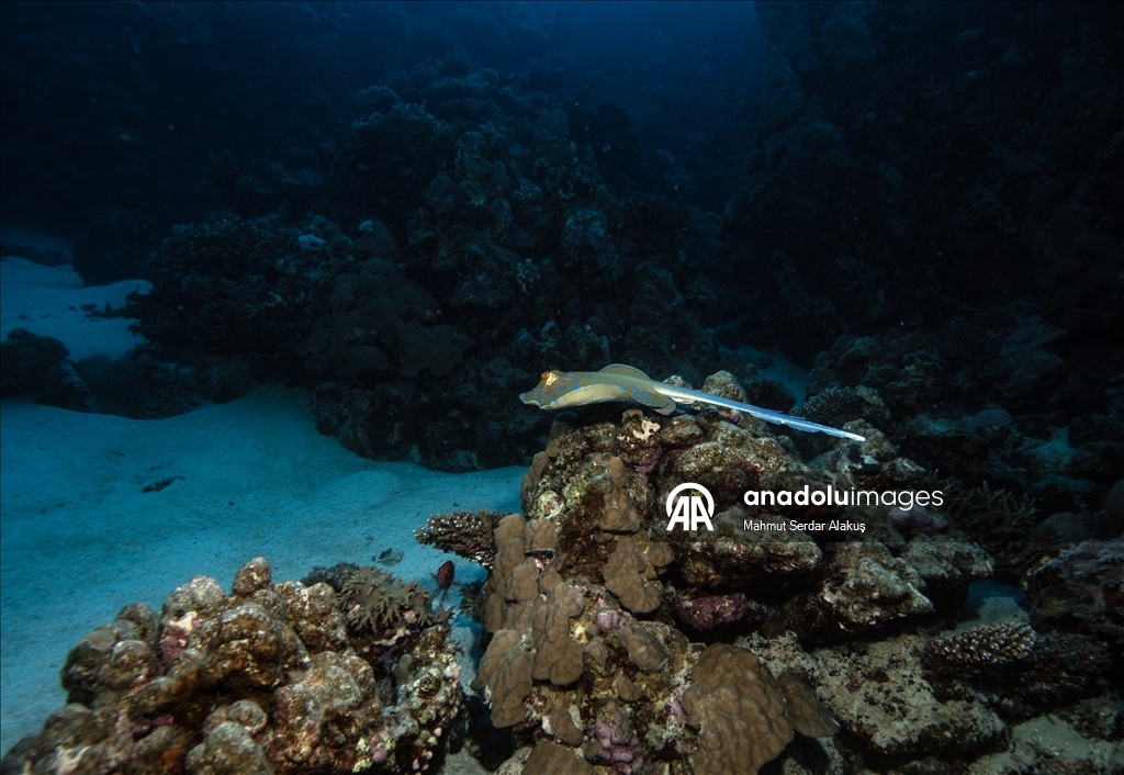 Kızıldeniz'in zengin balık çeşitliliği