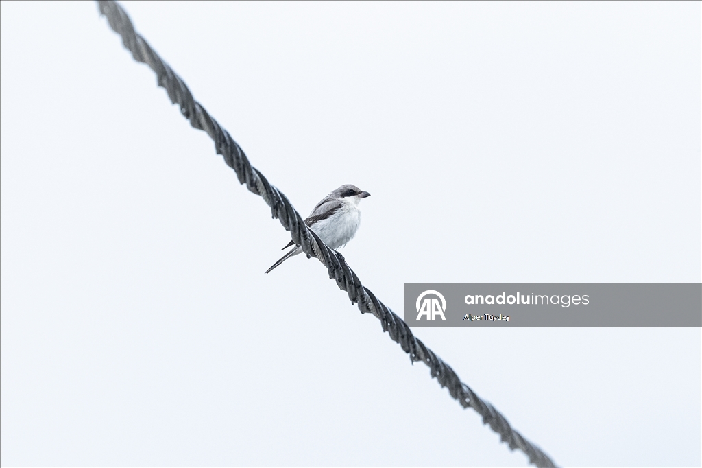 Перелетные птицы используют побережье Ризе как «убежище»