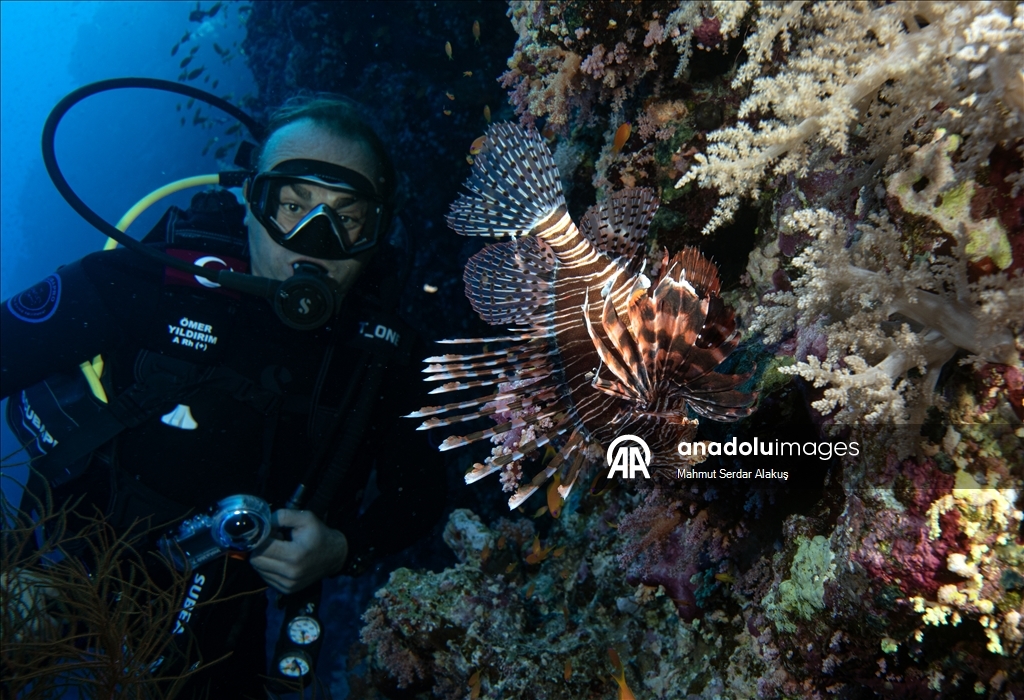 Kızıldeniz'in zengin balık çeşitliliği