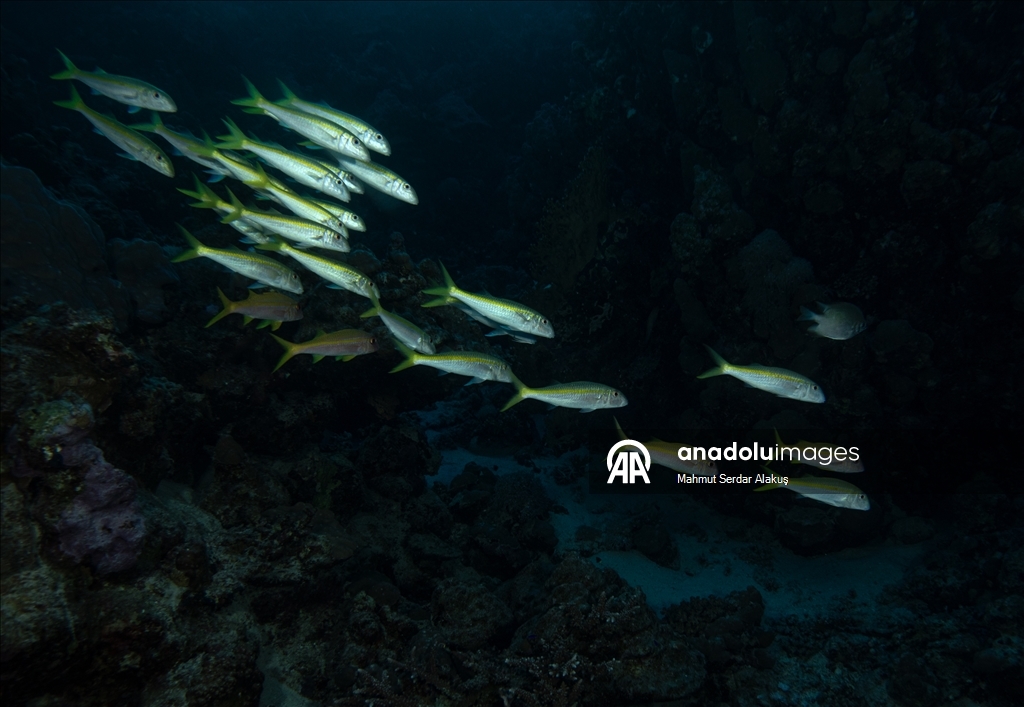 Kızıldeniz'in zengin balık çeşitliliği