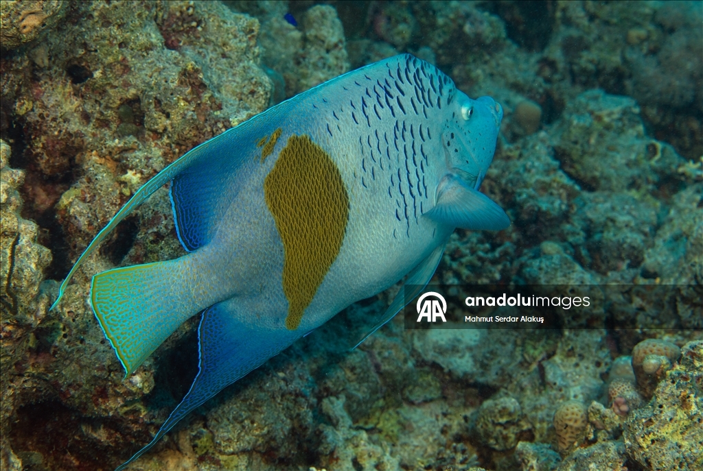 Kızıldeniz'in zengin balık çeşitliliği 