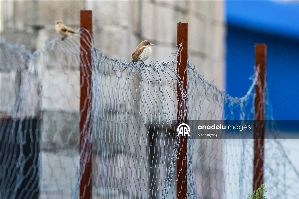 Перелетные птицы используют побережье Ризе как «убежище»