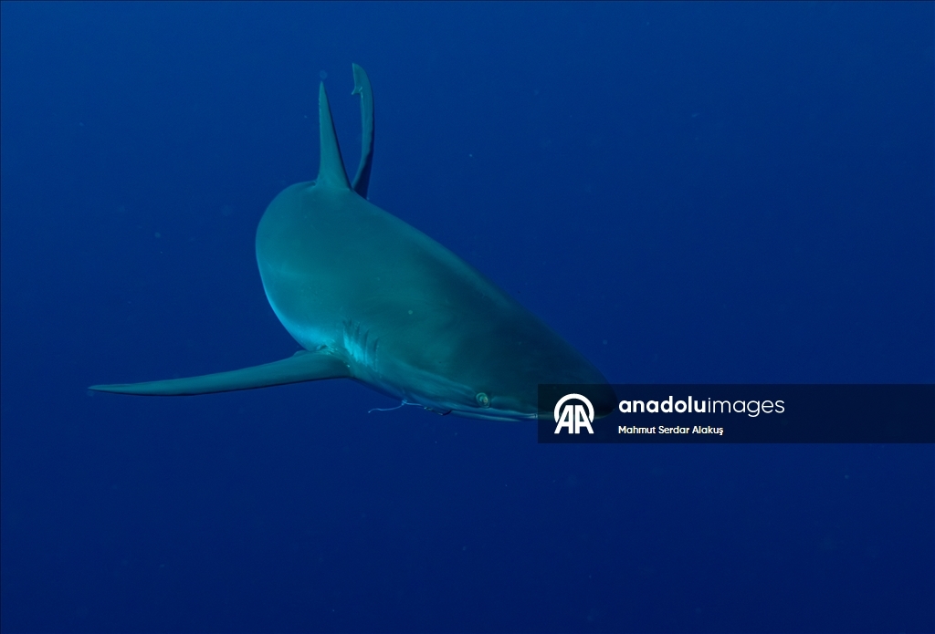 Kızıldeniz'in zengin balık çeşitliliği 