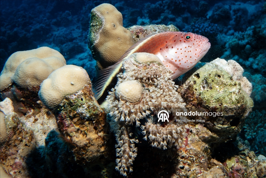 Kızıldeniz'in zengin balık çeşitliliği