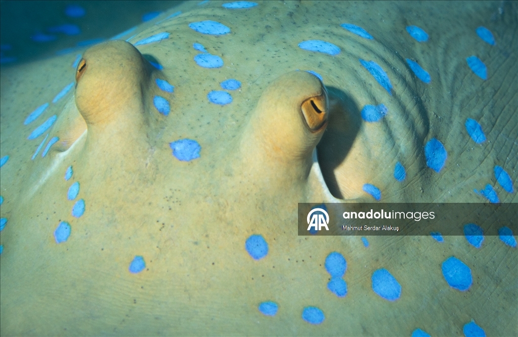 Kızıldeniz'in zengin balık çeşitliliği