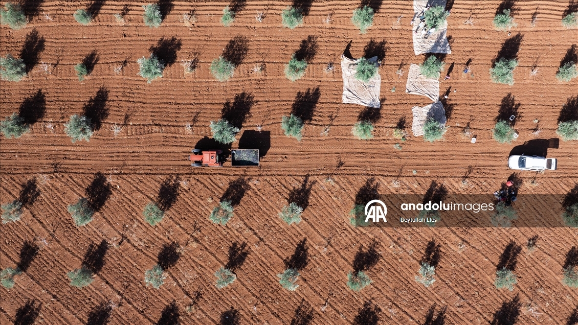 Gaziantep'te zeytin hasadı