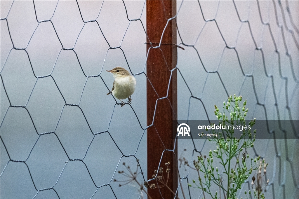 Перелетные птицы используют побережье Ризе как «убежище»