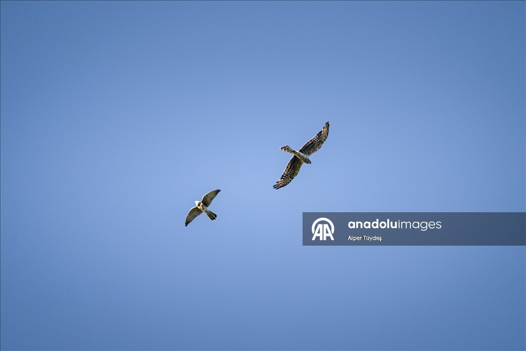 Macahel Yaylası göçmen kuşlara ev sahipliği yapıyor