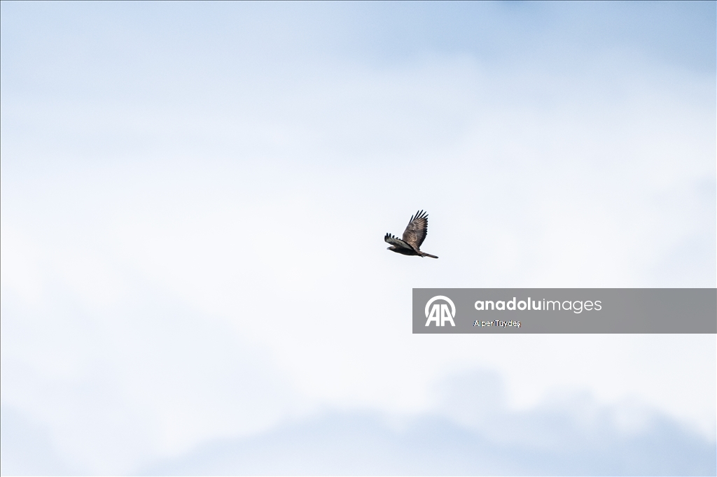 Macahel Yaylası göçmen kuşlara ev sahipliği yapıyor