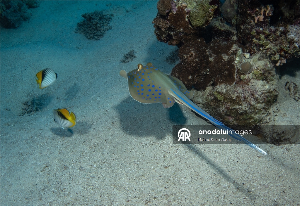 Kızıldeniz'in zengin balık çeşitliliği
