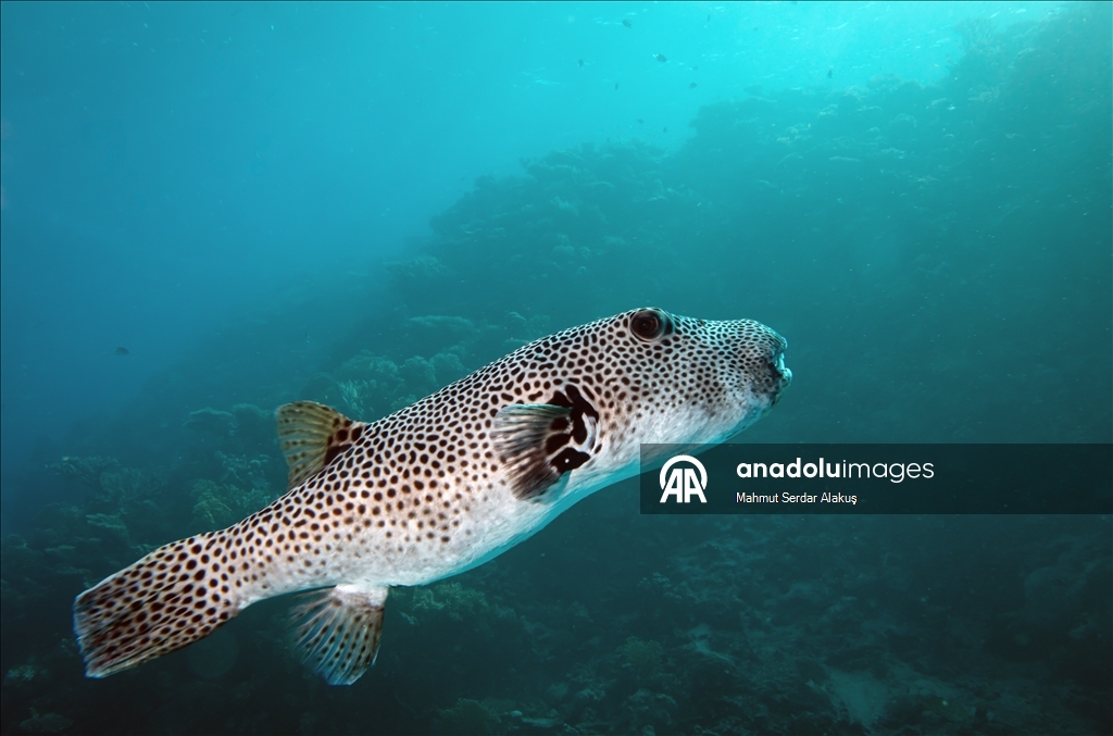 Kızıldeniz'in zengin balık çeşitliliği