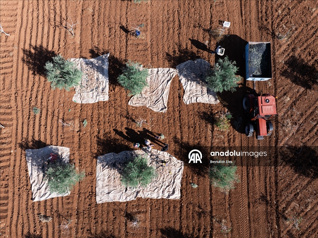 Gaziantep'te zeytin hasadı