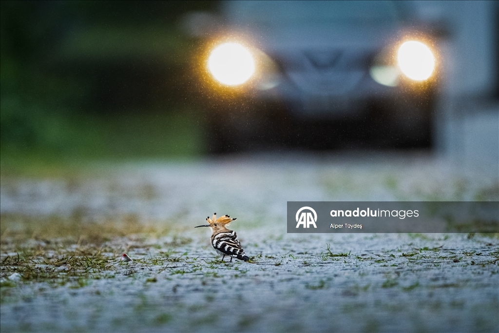 Перелетные птицы используют побережье Ризе как «убежище»