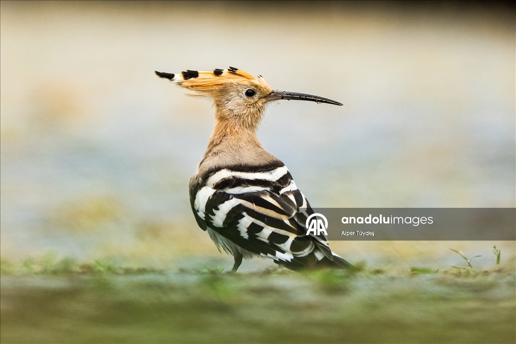 Перелетные птицы используют побережье Ризе как «убежище»