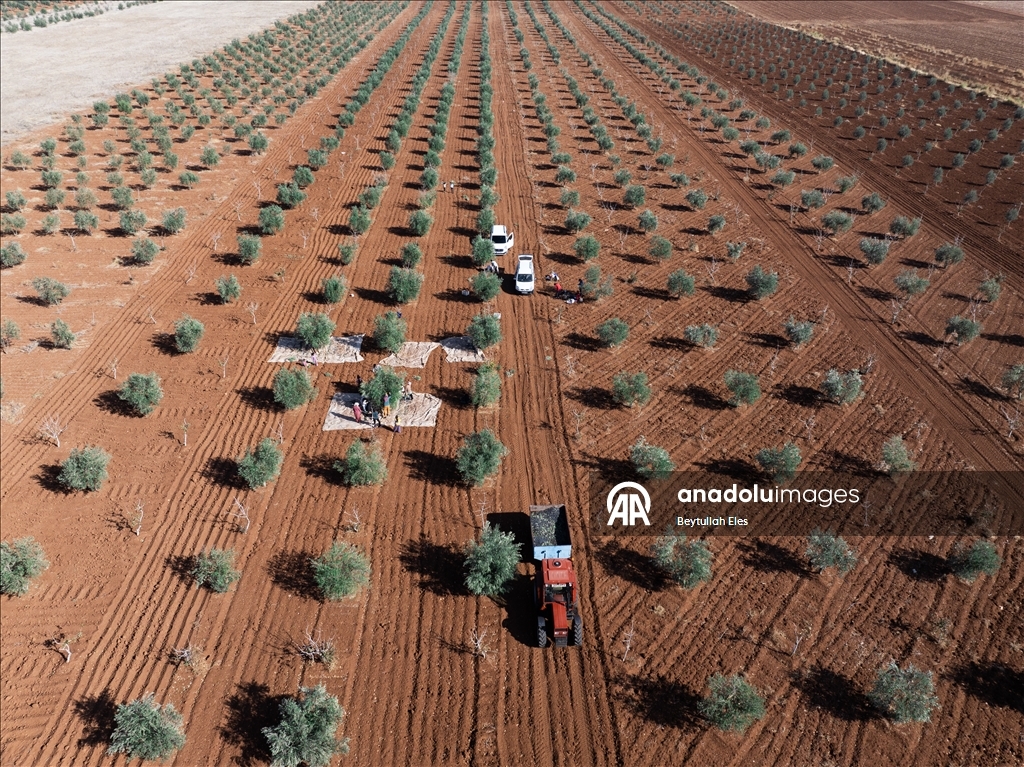 Gaziantep'te zeytin hasadı