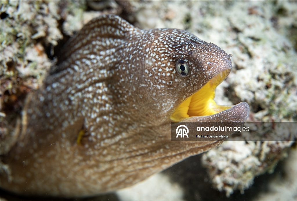 Kızıldeniz'in zengin balık çeşitliliği