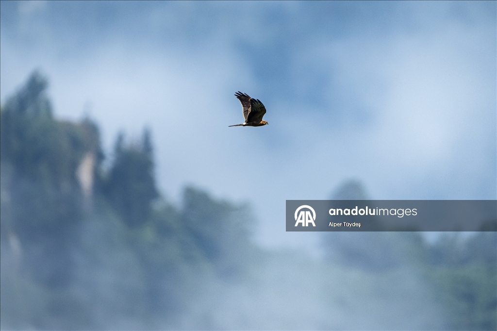 Macahel Yaylası göçmen kuşlara ev sahipliği yapıyor