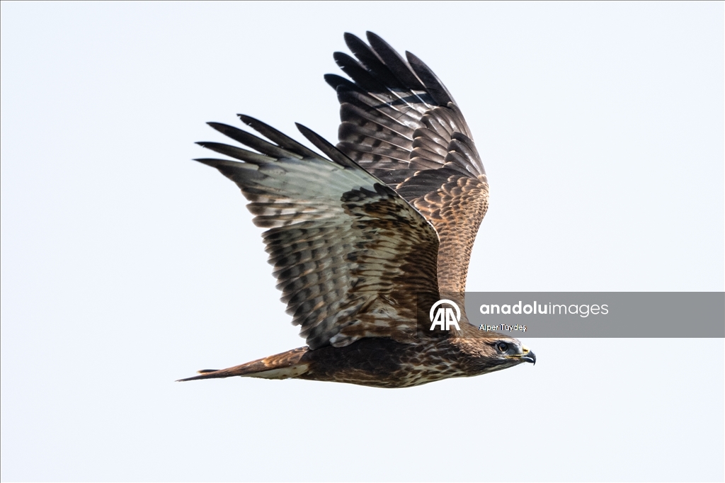 Macahel Yaylası göçmen kuşlara ev sahipliği yapıyor