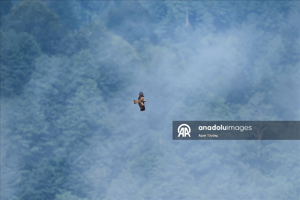 Macahel Yaylası göçmen kuşlara ev sahipliği yapıyor