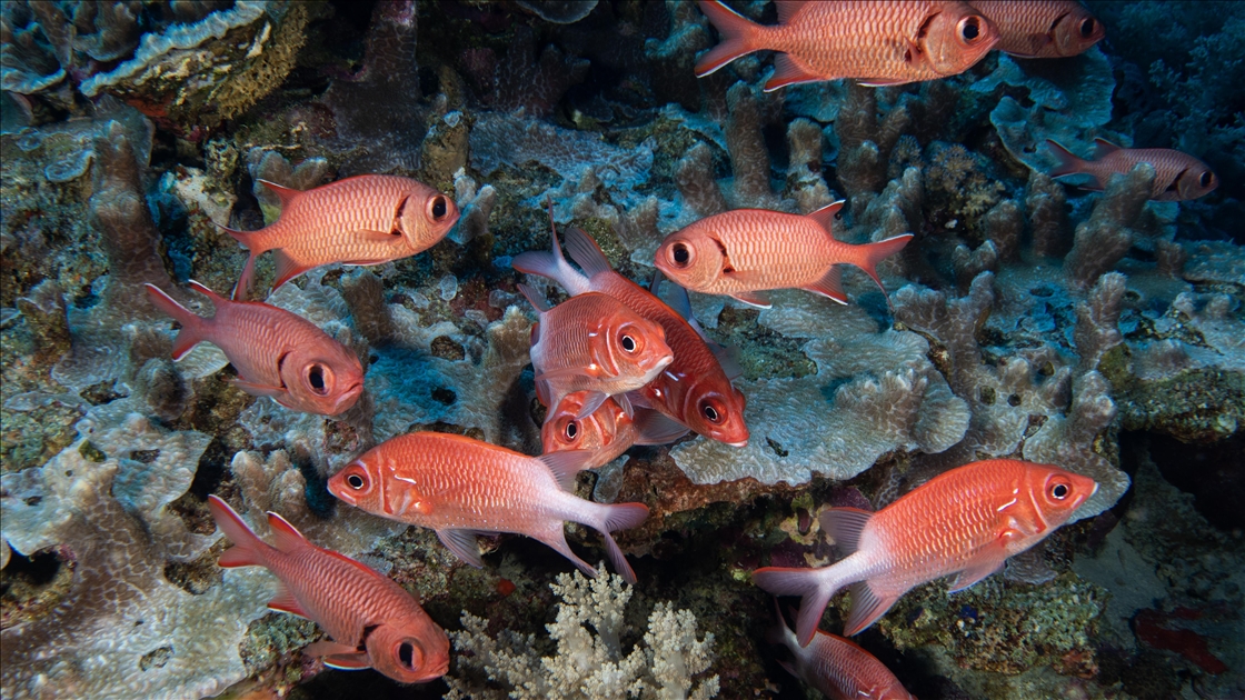 Kızıldeniz'in zengin balık çeşitliliği