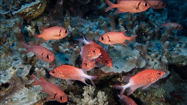 Kızıldeniz'in zengin balık çeşitliliği