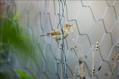 Перелетные птицы используют побережье Ризе как «убежище»