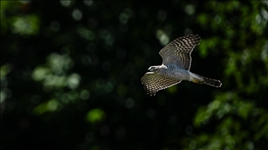 Macahel Yaylası göçmen kuşlara ev sahipliği yapıyor