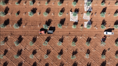 Gaziantep'te zeytin hasadı
