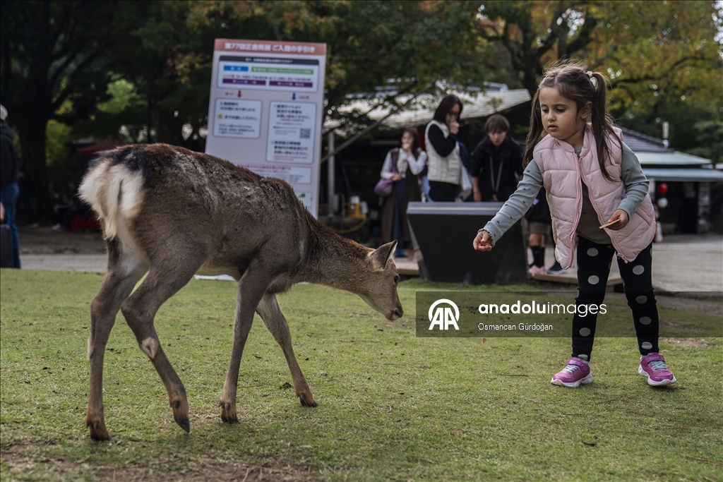 Культурные символы Японии: парк Нара и пятнистые олени