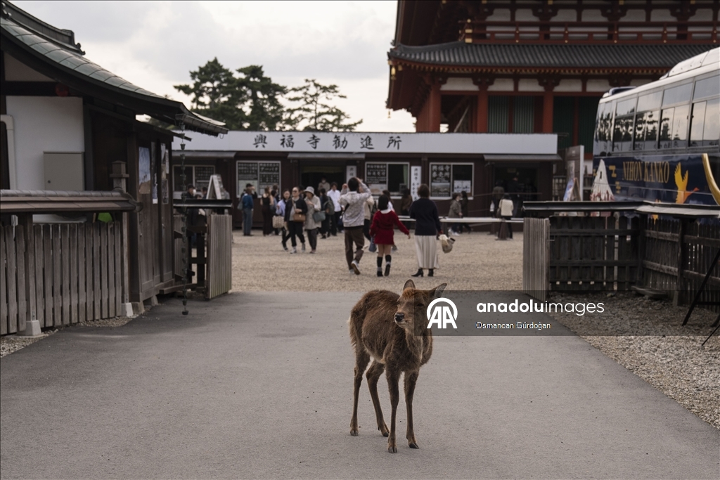 Культурные символы Японии: парк Нара и пятнистые олени