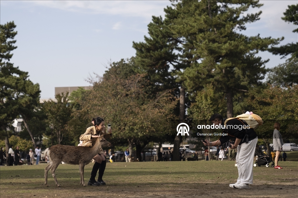 Культурные символы Японии: парк Нара и пятнистые олени