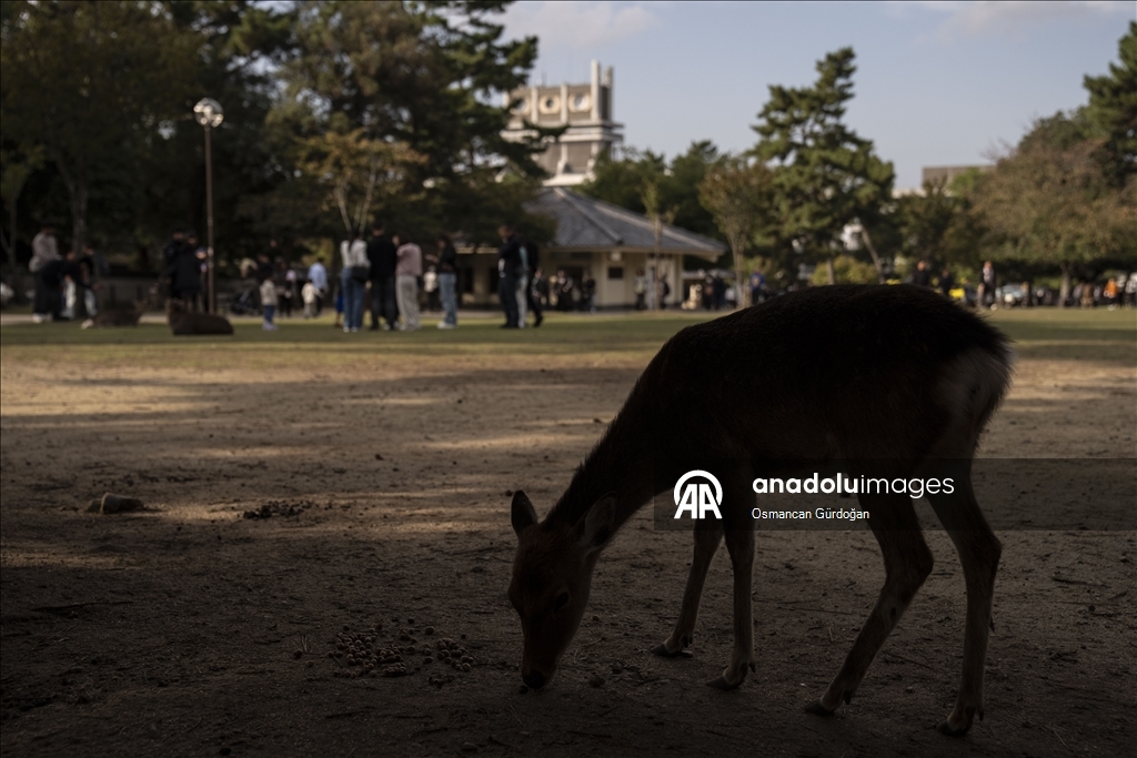 Культурные символы Японии: парк Нара и пятнистые олени