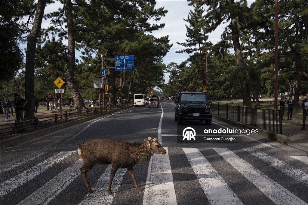 Культурные символы Японии: парк Нара и пятнистые олени