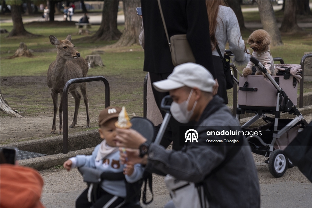 Культурные символы Японии: парк Нара и пятнистые олени