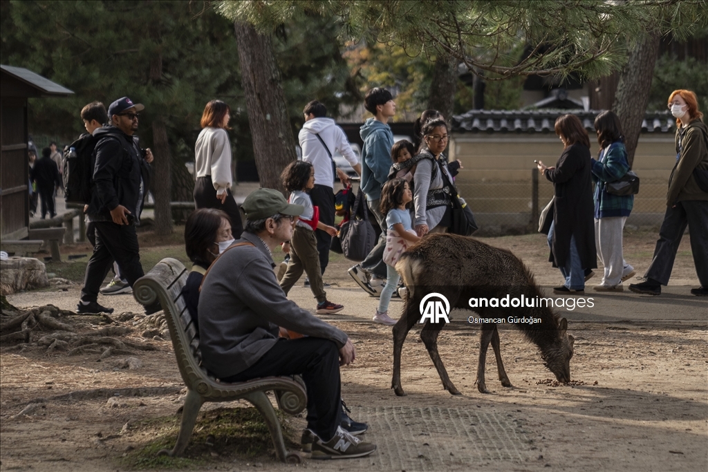 Культурные символы Японии: парк Нара и пятнистые олени