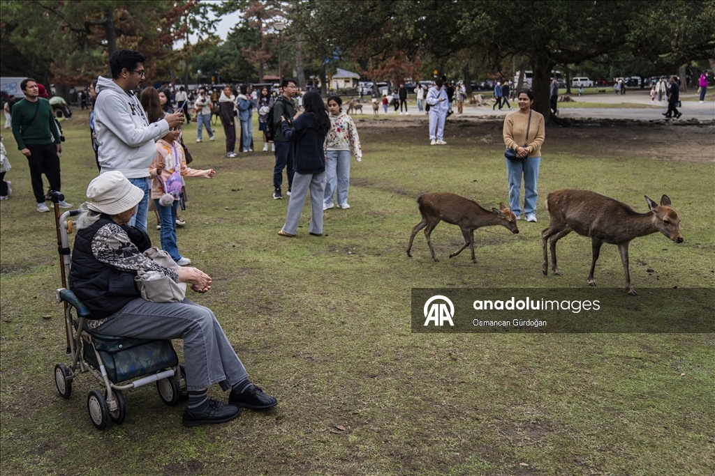 Культурные символы Японии: парк Нара и пятнистые олени