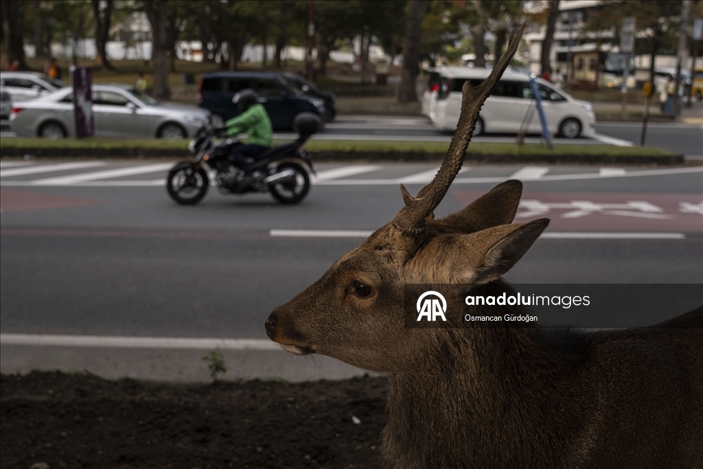 Культурные символы Японии: парк Нара и пятнистые олени