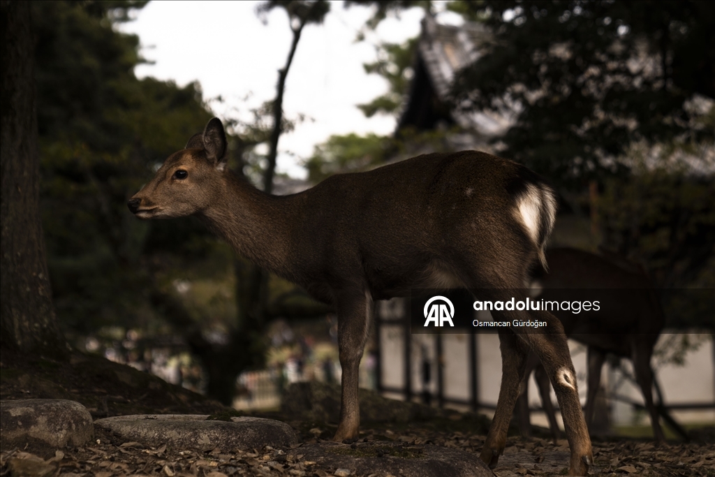 Культурные символы Японии: парк Нара и пятнистые олени