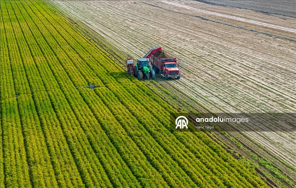 Li Nallihanê rakirina gizêran